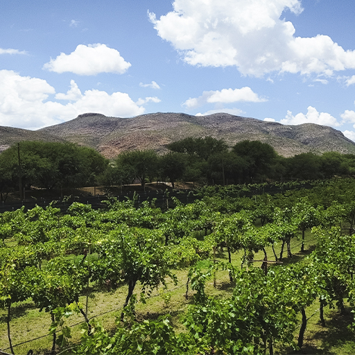 Viñedos de la Ruta del Vino Aguascalientes