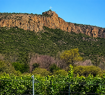 Viñedos