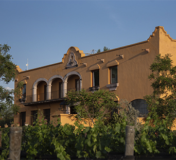 Viñedos